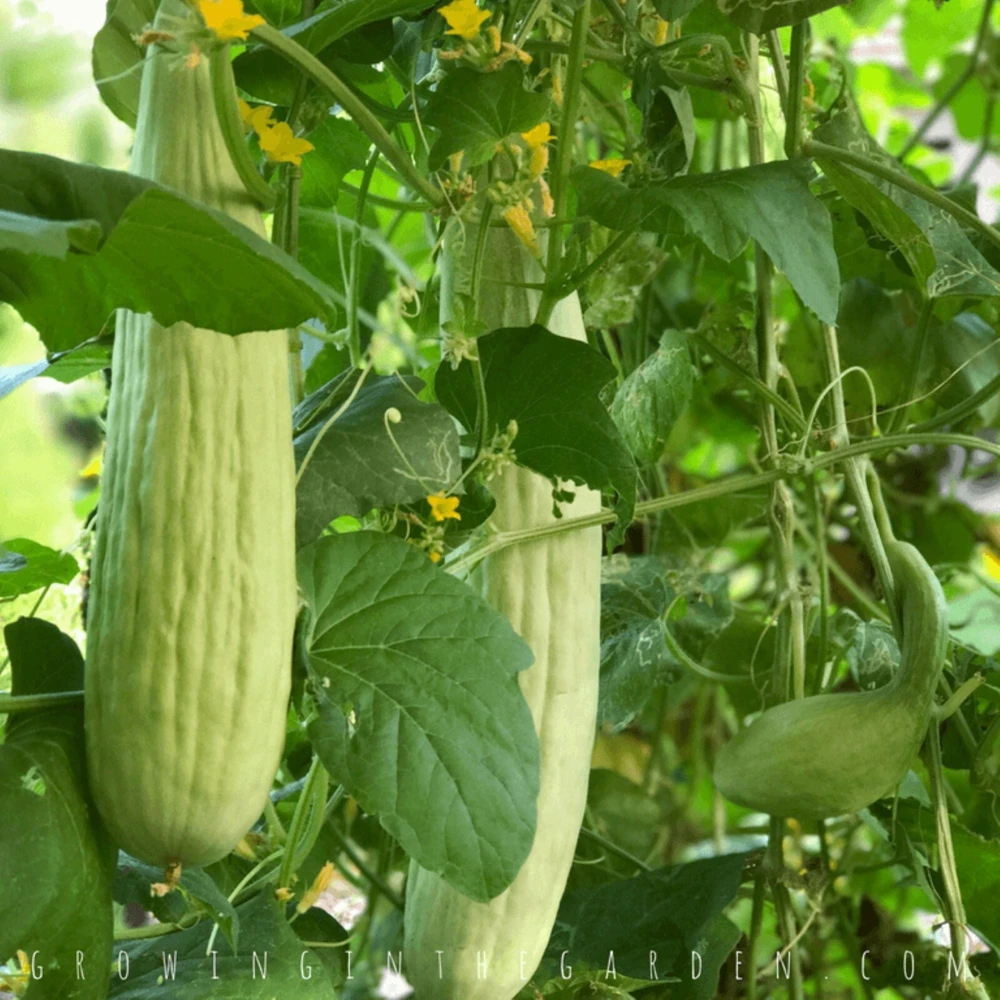Armenian Cucumber Seeds - Metki Pale, White Serpent, Burpless, Annual - Image 2