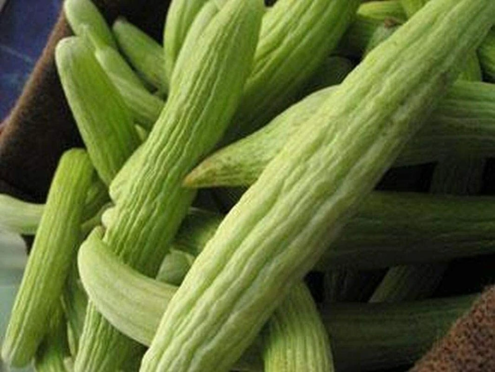 Armenian Cucumber Seeds - Metki Pale, White Serpent, Burpless, Annual - Image 1