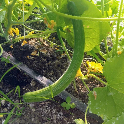 Armenian Yard Long Cucumber Seeds - Metki Dark Green Snake Melon - Image 2