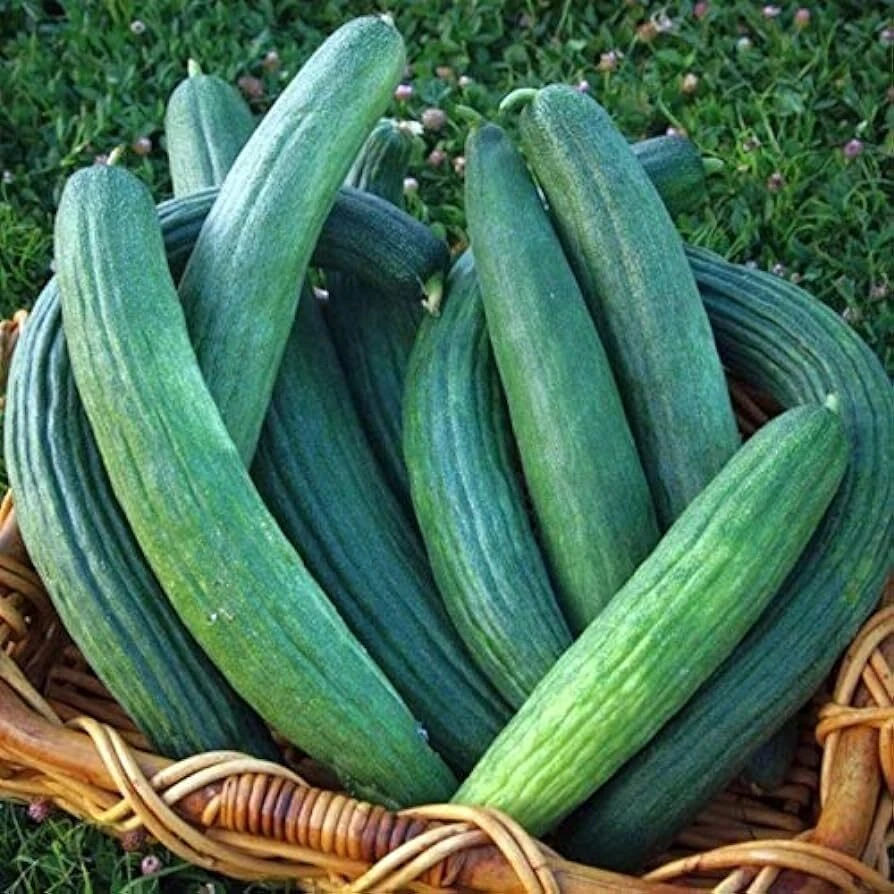 Armenian Yard Long Cucumber Seeds - Metki Dark Green Snake Melon - Image 1