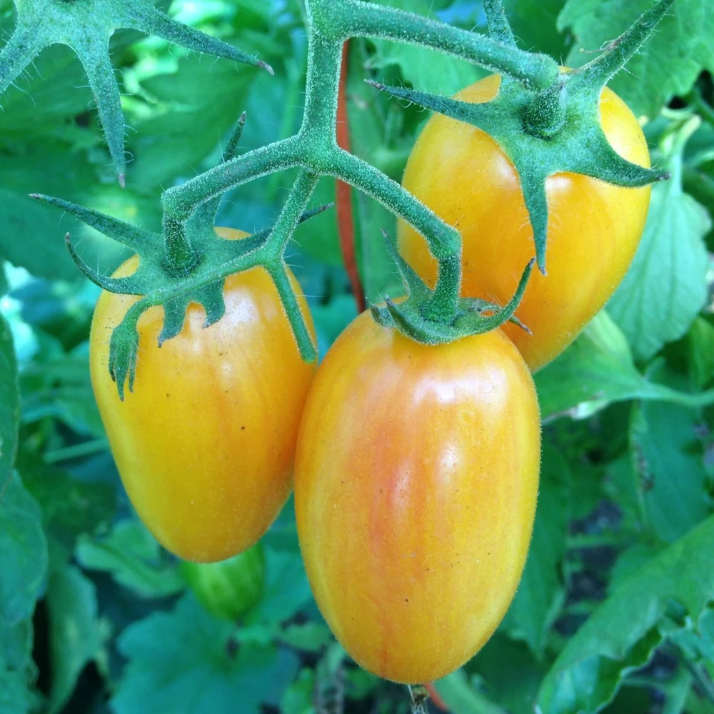 Artisan Blush Tomato Seeds - Julienne Cherry Tiger Variety - Easy Grow Outdoor - Image 1