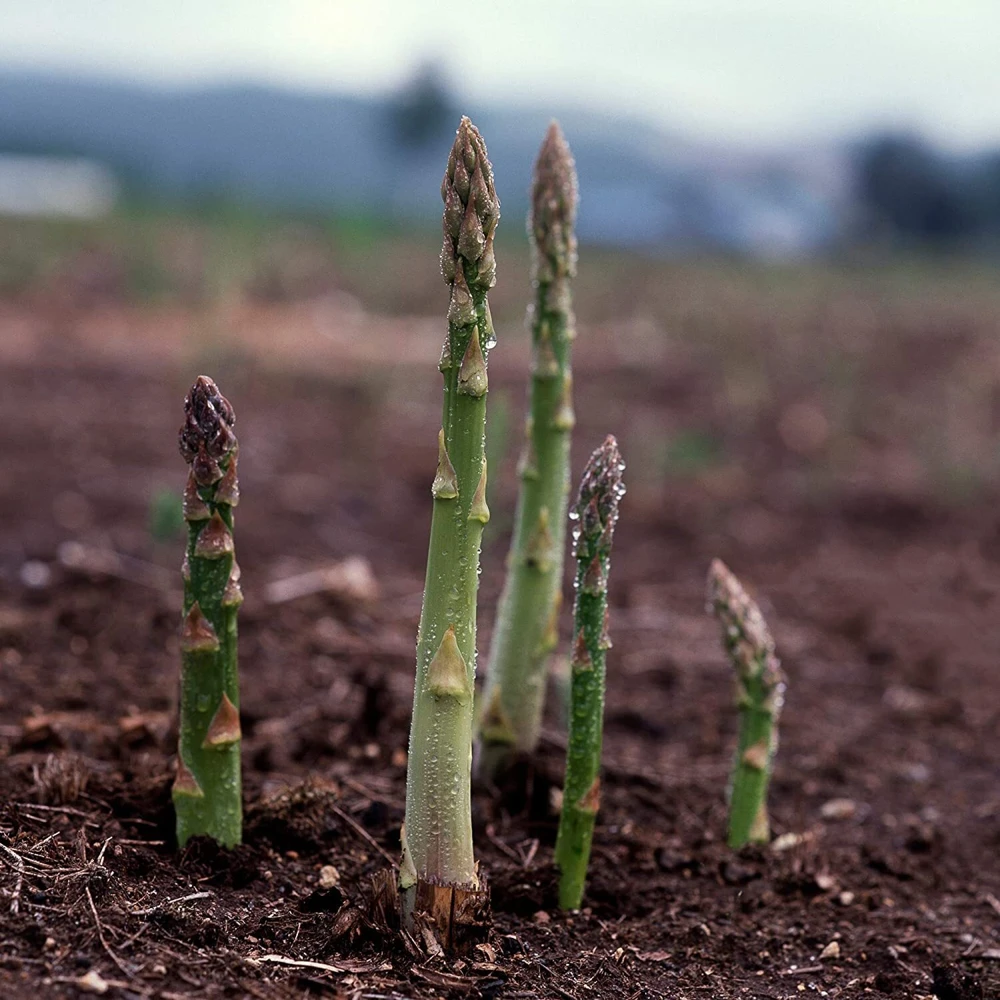Asparagus Seeds UC 157 F2 Hybrid - Perennial Vegetable Seeds, High Yielding - Image 1