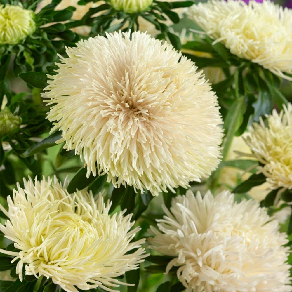 Aster Flower Seeds - Yellow Double Flowered - 2000 Seeds for Outdoor Garden - Image 1