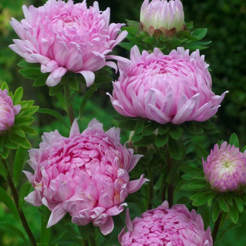 Aster Seeds – Callistephus Tall Paeony Duchess Flower Seeds – Coral-Rose – 2000 Seeds - Image 1