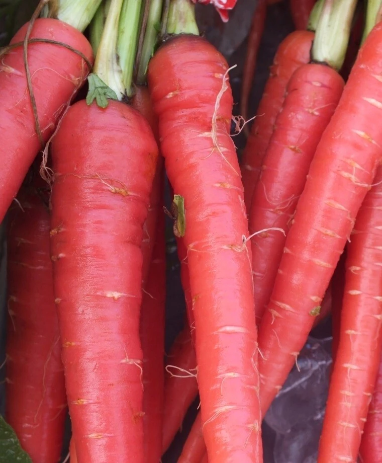 Atomic Red Carrot Seeds – Lycopene Rich – Variety Sizes – Outdoor Vegetable Seeds - Image 2