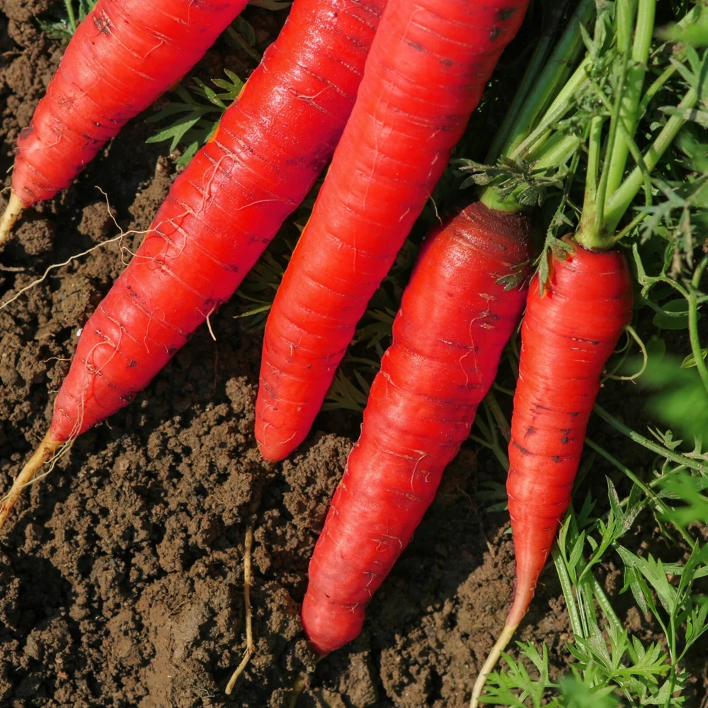 Atomic Red Carrot Seeds – Lycopene Rich – Variety Sizes – Outdoor Vegetable Seeds - Image 1