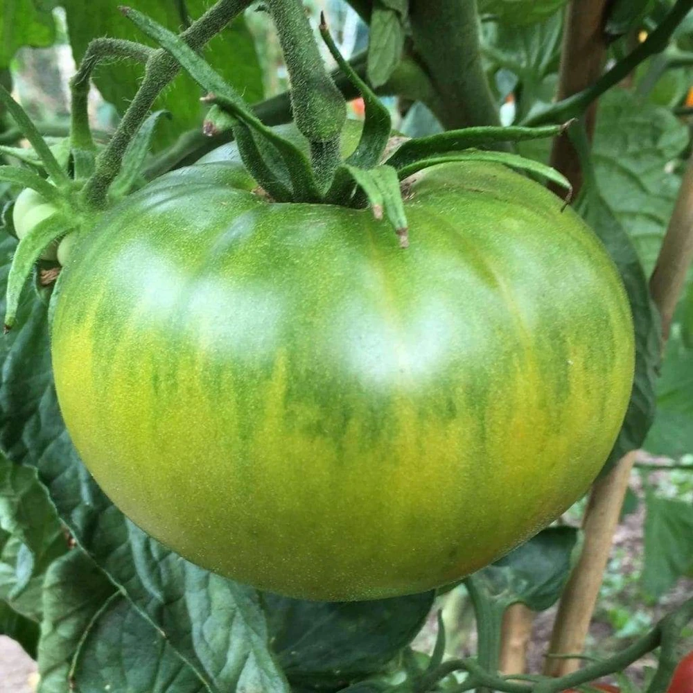 Aunt Ruby's German Green Tomato Seeds - Heirloom Vegetable Seeds - Image 1