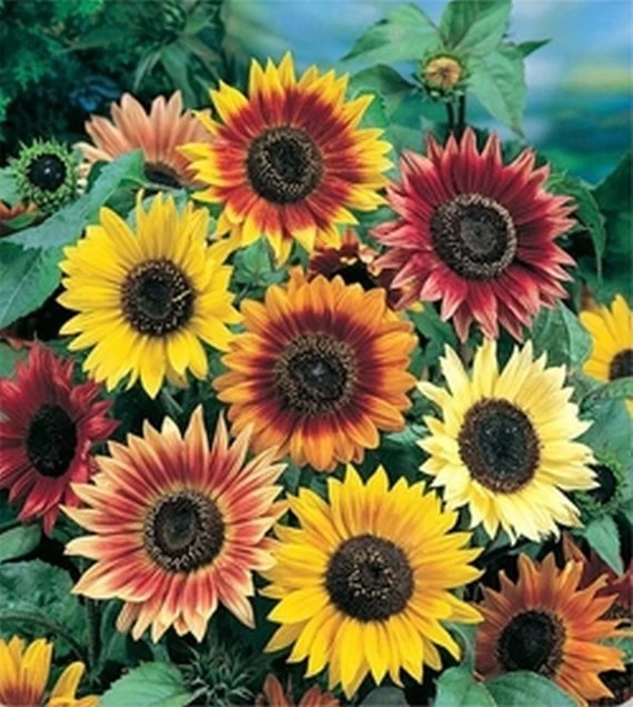 Autumn Beauty Sunflower Mix Seeds - Colorful Helianthus annuus Flower Seeds, Multi-Size, Outdoor - Image 1