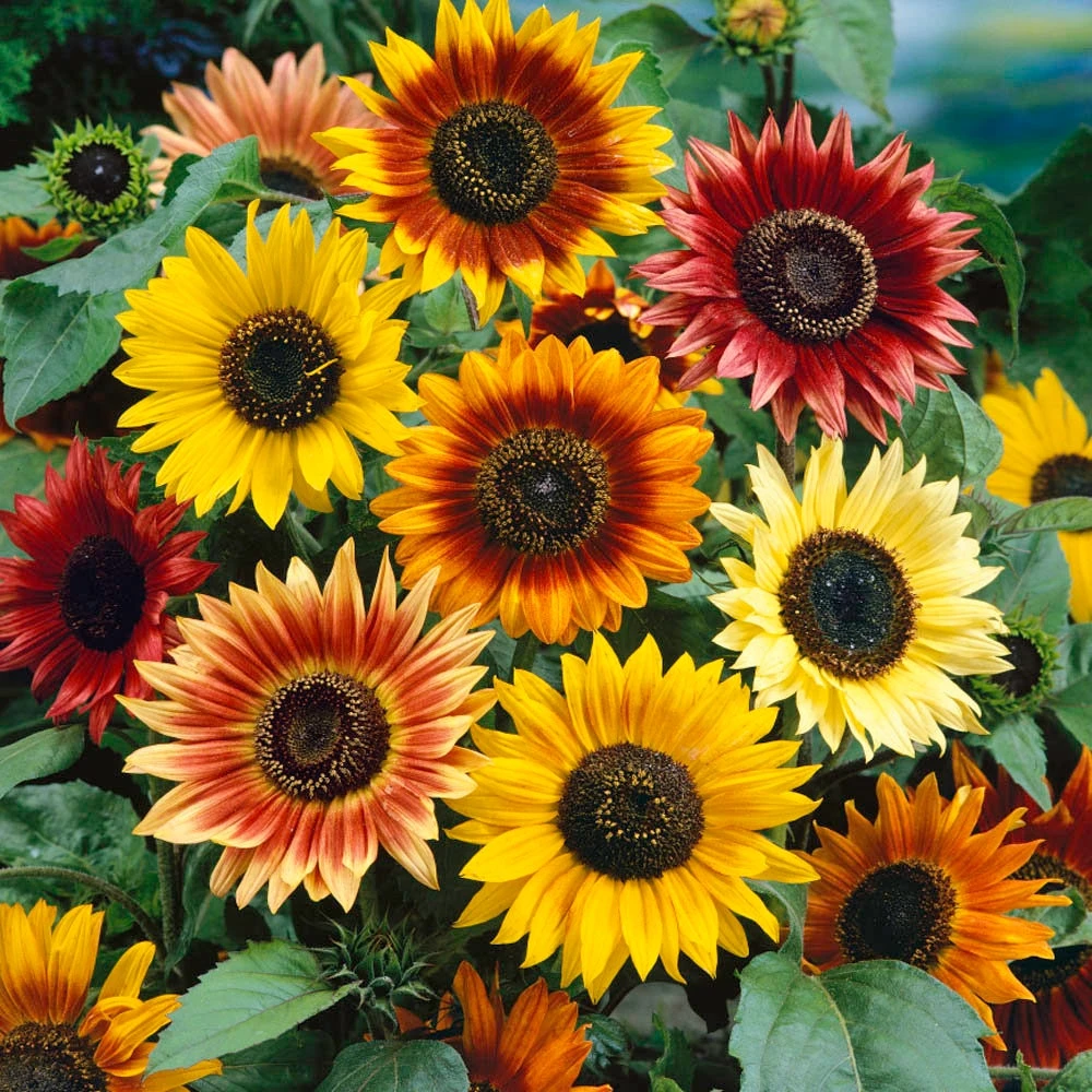 Autumn Beauty Sunflower Seeds - 1 LB Mix - Gold, Yellow, Red Blooms - Image 2