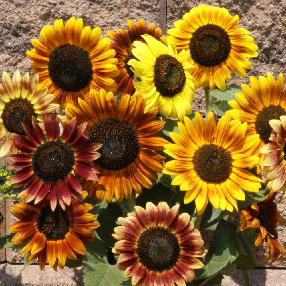 Autumn Beauty Sunflower Seeds - 1 LB Mix - Gold, Yellow, Red Blooms - Image 3