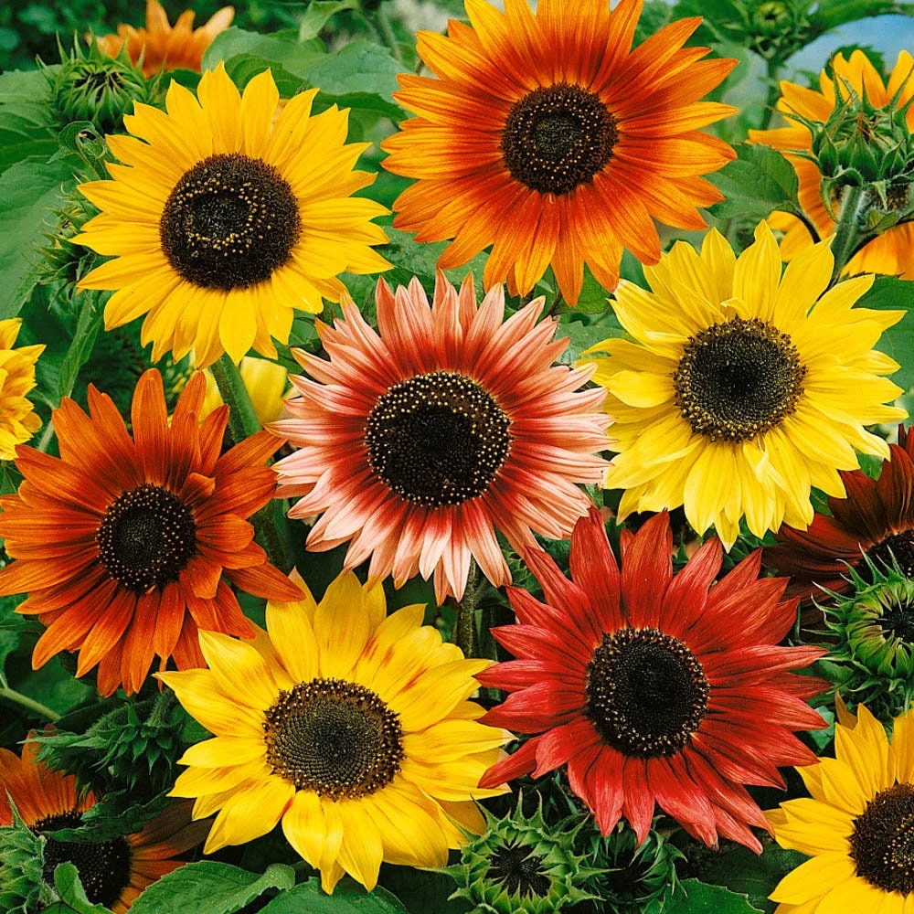 Autumn Beauty Sunflower Seeds - 1 LB Mix - Gold, Yellow, Red Blooms - Image 1