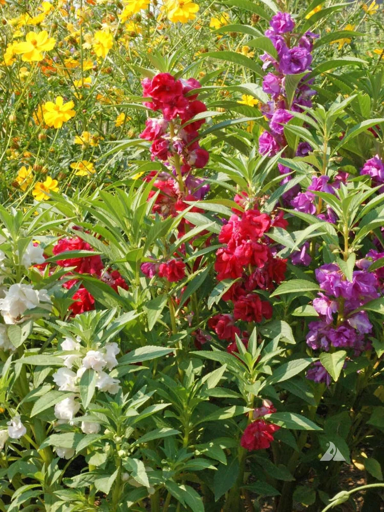 Balsam Camellia Flowered Mix Seeds - 1/4 LB, Impatiens, Garden Balsam - Image 1