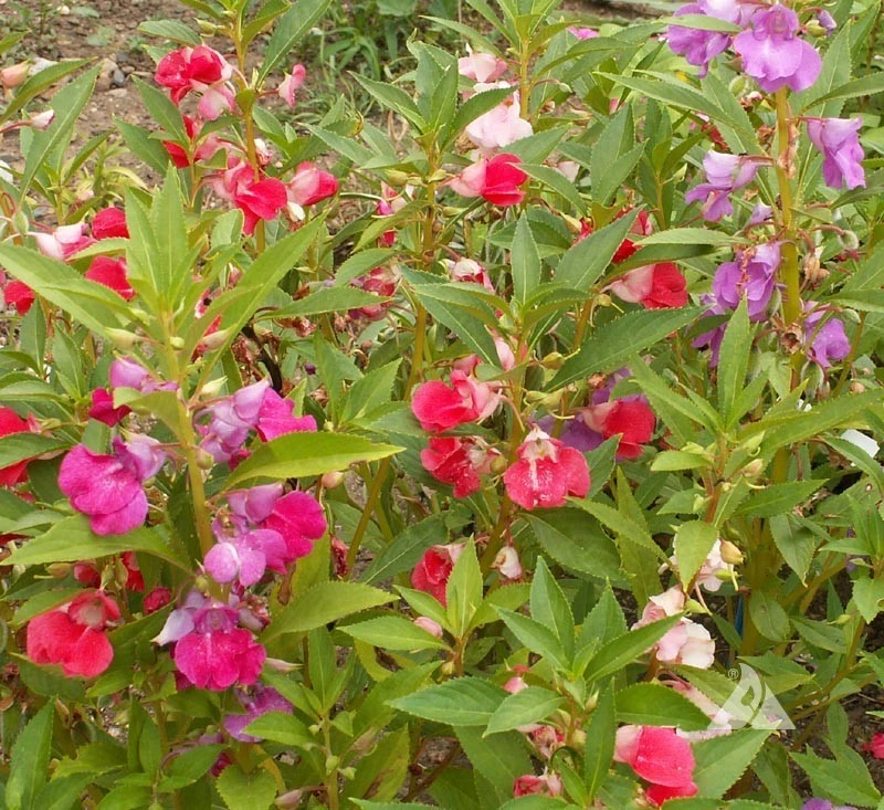 Balsam Camellia Flowered Mix Wildflower Seeds - Easy Grow Annual - Image 2
