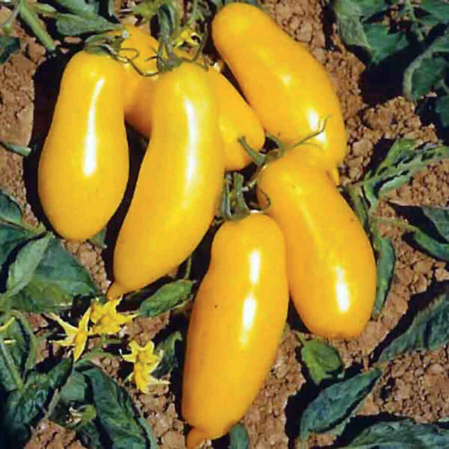 Banana Legs Tomato Seeds - Yellow Determinate Slicing & Pasting Tomato - Image 2