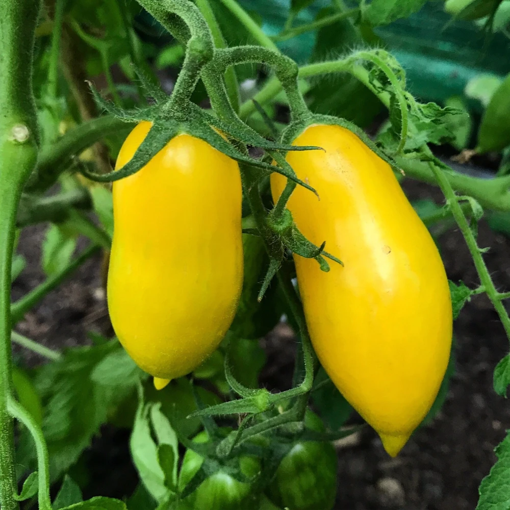 Banana Legs Tomato Seeds - Yellow Determinate Slicing & Pasting Tomato - Image 1