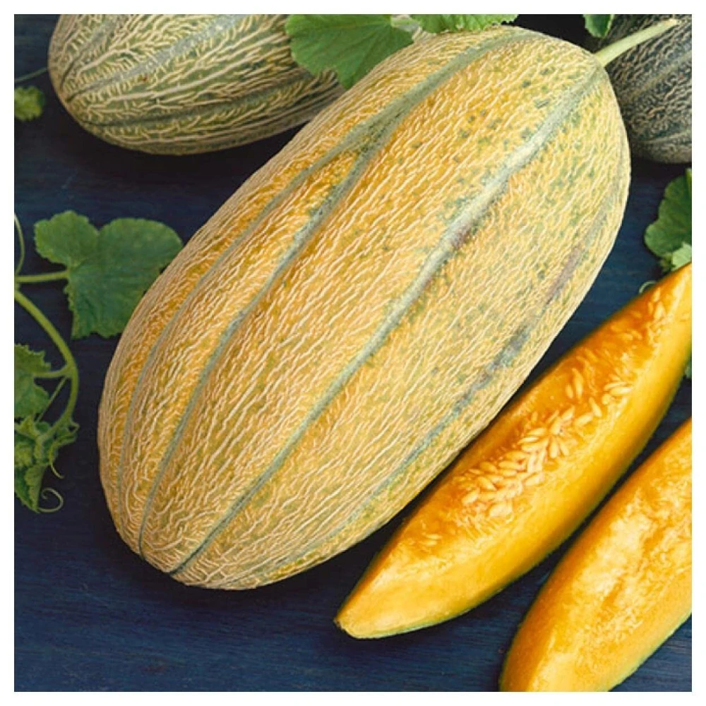 Banana Melon Seeds - Aromatic Cantaloupe Fruit Seeds for Outdoor Planting - Image 1