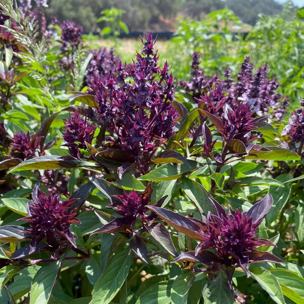 Basil Seeds Collection - 12 Different Heirloom Varieties - Annual Herb Seeds - Image 10
