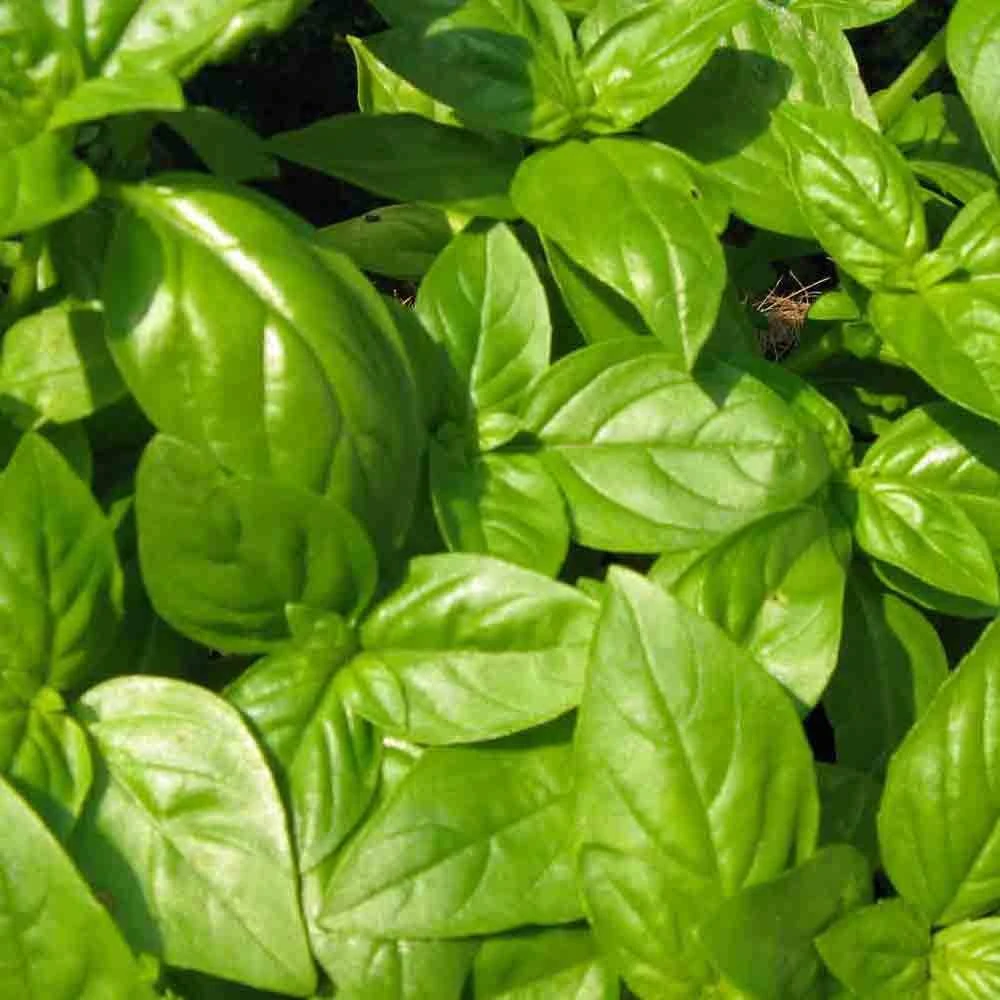 Basil Seeds Collection - 12 Different Heirloom Varieties - Annual Herb Seeds - Image 12