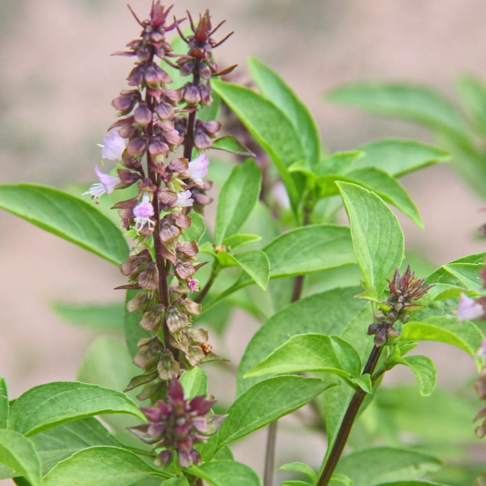Basil Seeds Collection - 12 Different Heirloom Varieties - Annual Herb Seeds - Image 13