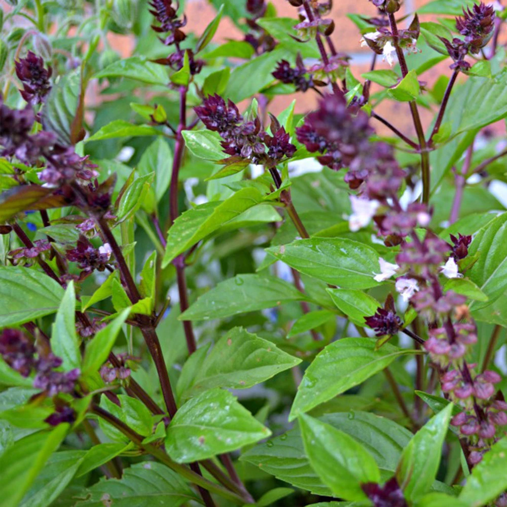 Basil Seeds Collection - 12 Different Heirloom Varieties - Annual Herb Seeds - Image 2