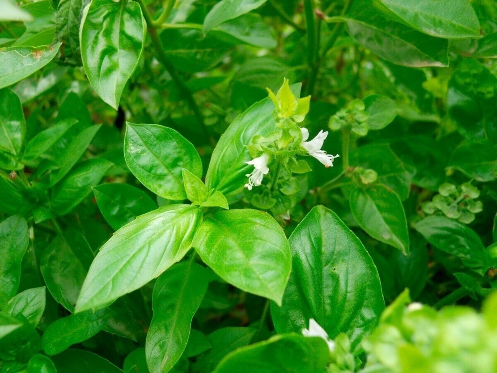Basil Seeds Collection - 12 Different Heirloom Varieties - Annual Herb Seeds - Image 3