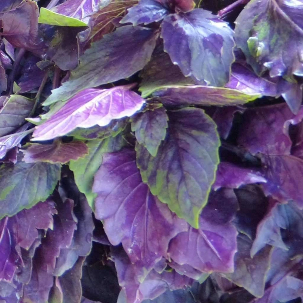 Basil Seeds Collection - 12 Different Heirloom Varieties - Annual Herb Seeds - Image 4
