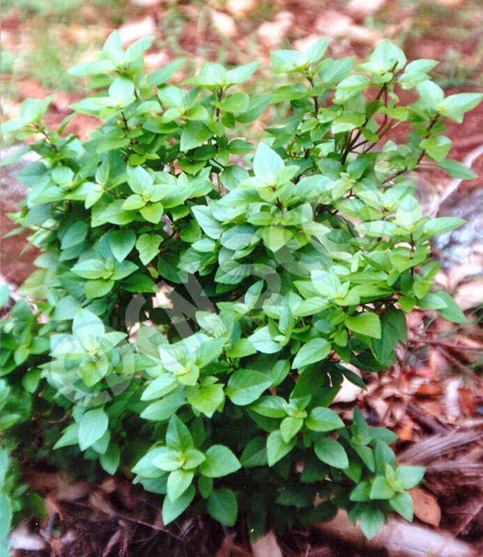 Basil Seeds Collection - 12 Different Heirloom Varieties - Annual Herb Seeds - Image 5