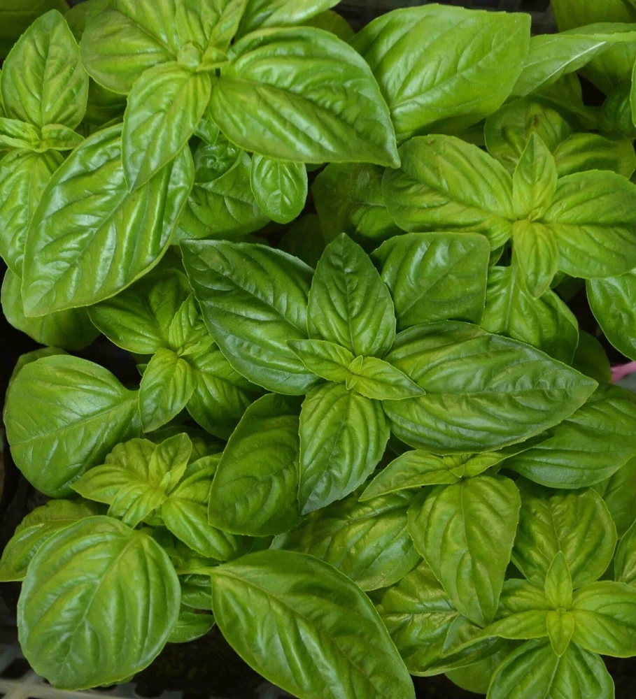 Basil Seeds Collection - 12 Different Heirloom Varieties - Annual Herb Seeds - Image 6