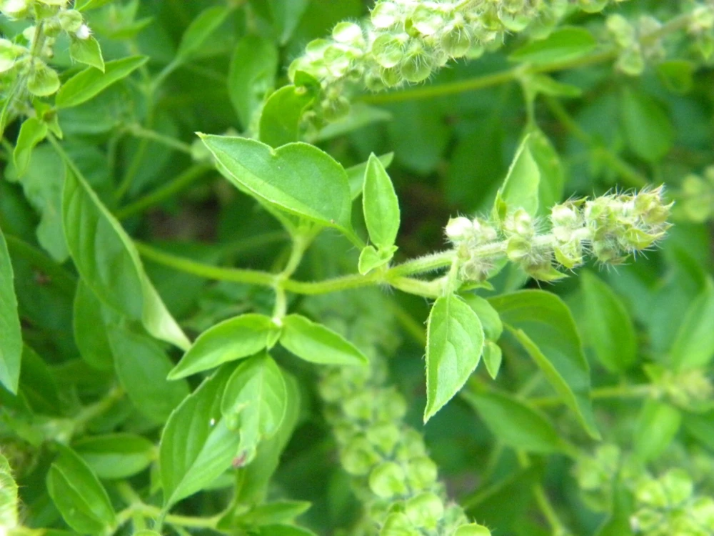 Basil Seeds Collection - 12 Different Heirloom Varieties - Annual Herb Seeds - Image 7