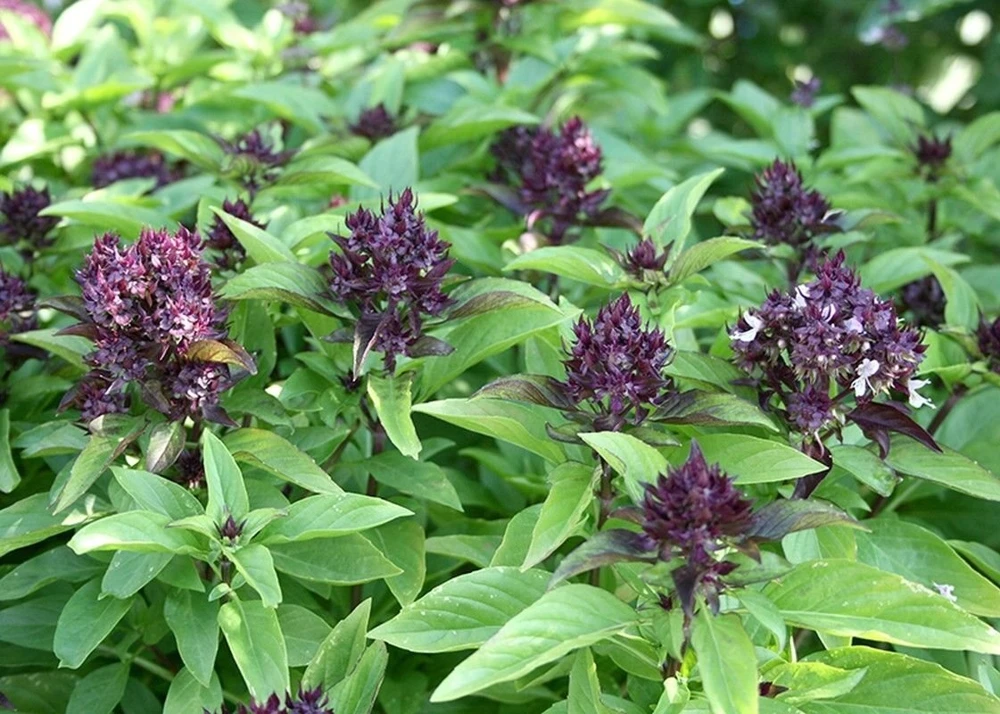 Basil Seeds Collection - 12 Different Heirloom Varieties - Annual Herb Seeds - Image 8