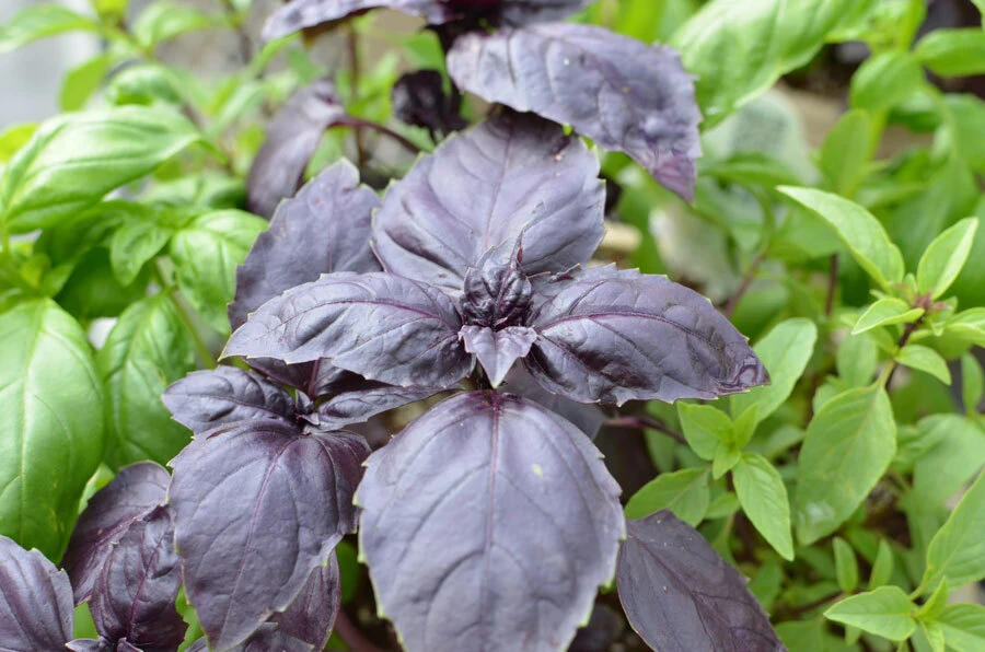 Basil Seeds Collection - 12 Different Heirloom Varieties - Annual Herb Seeds - Image 9