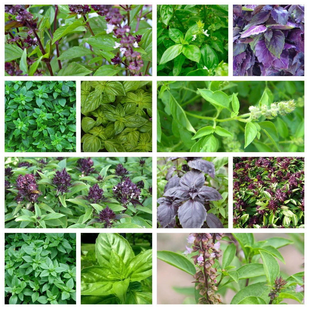 Basil Seeds Collection - 12 Different Heirloom Varieties - Annual Herb Seeds - Image 1