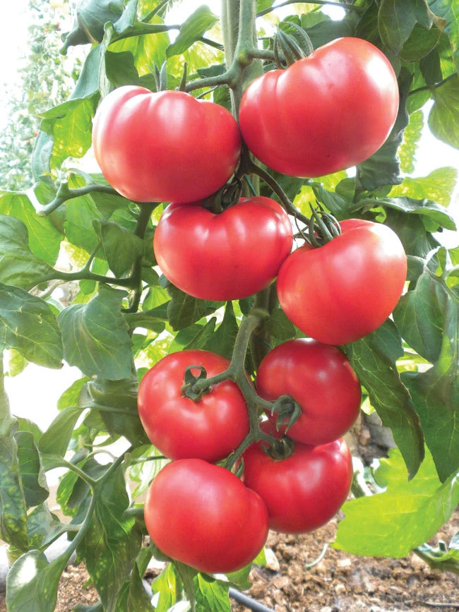 Beefsteak Heirloom Tomato Seeds - Slicing Tomato Seeds - Outdoor Planting - Image 1