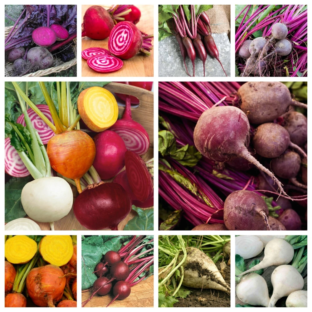 Beet Seeds Collection - 10 Varieties - Vegetable Seeds - Outdoor - Image 1