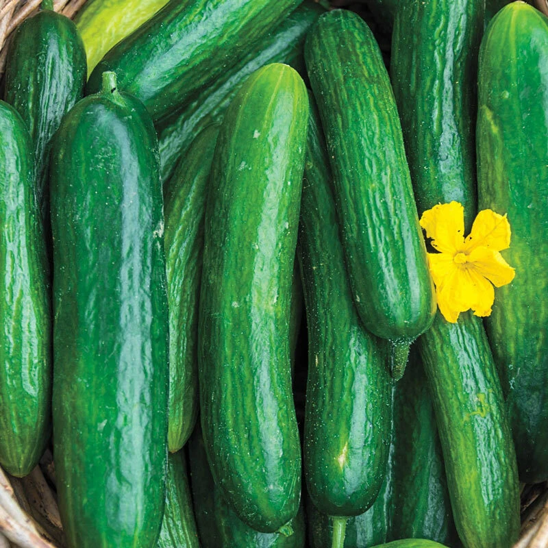 Beit Alpha Cucumber Seeds - Persian & Lebanese, Burpless, Vining Growth - Image 1