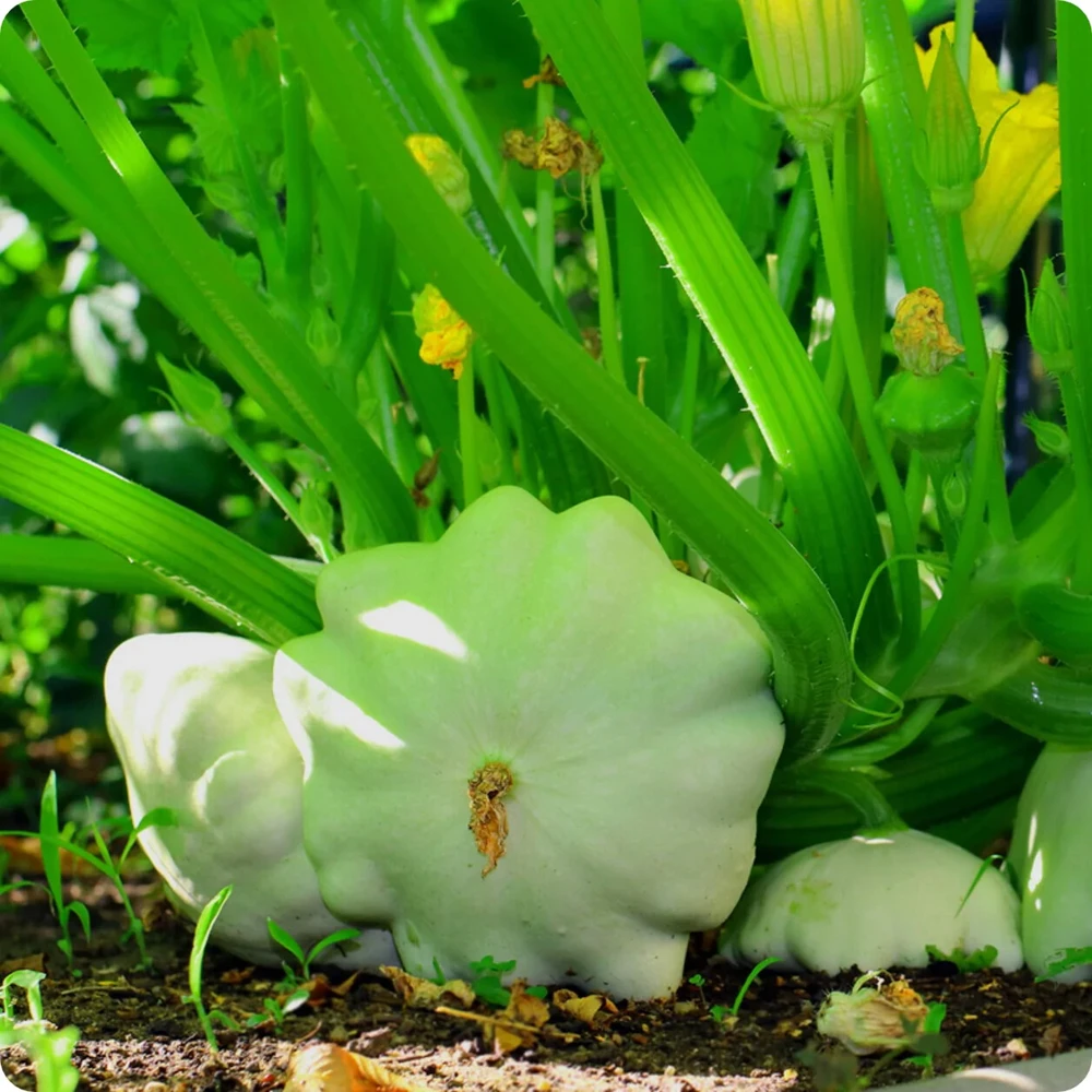 Bennings Green Tint Scallop Summer Squash Seeds - Pattypan Vegetable Seeds - Image 1