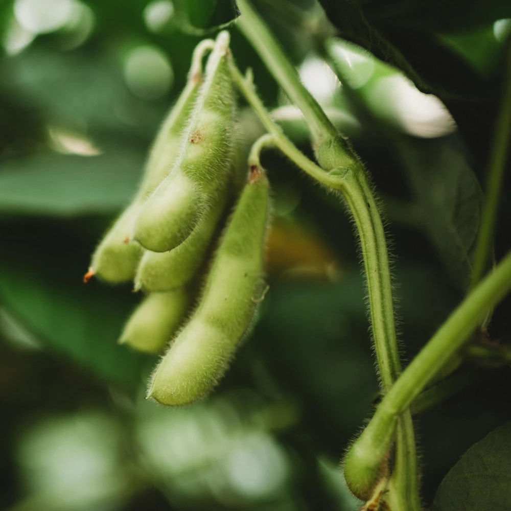 BeSweet Edamame Seeds - Green Soybean Seeds, Buttery Texture, Annual - Image 1