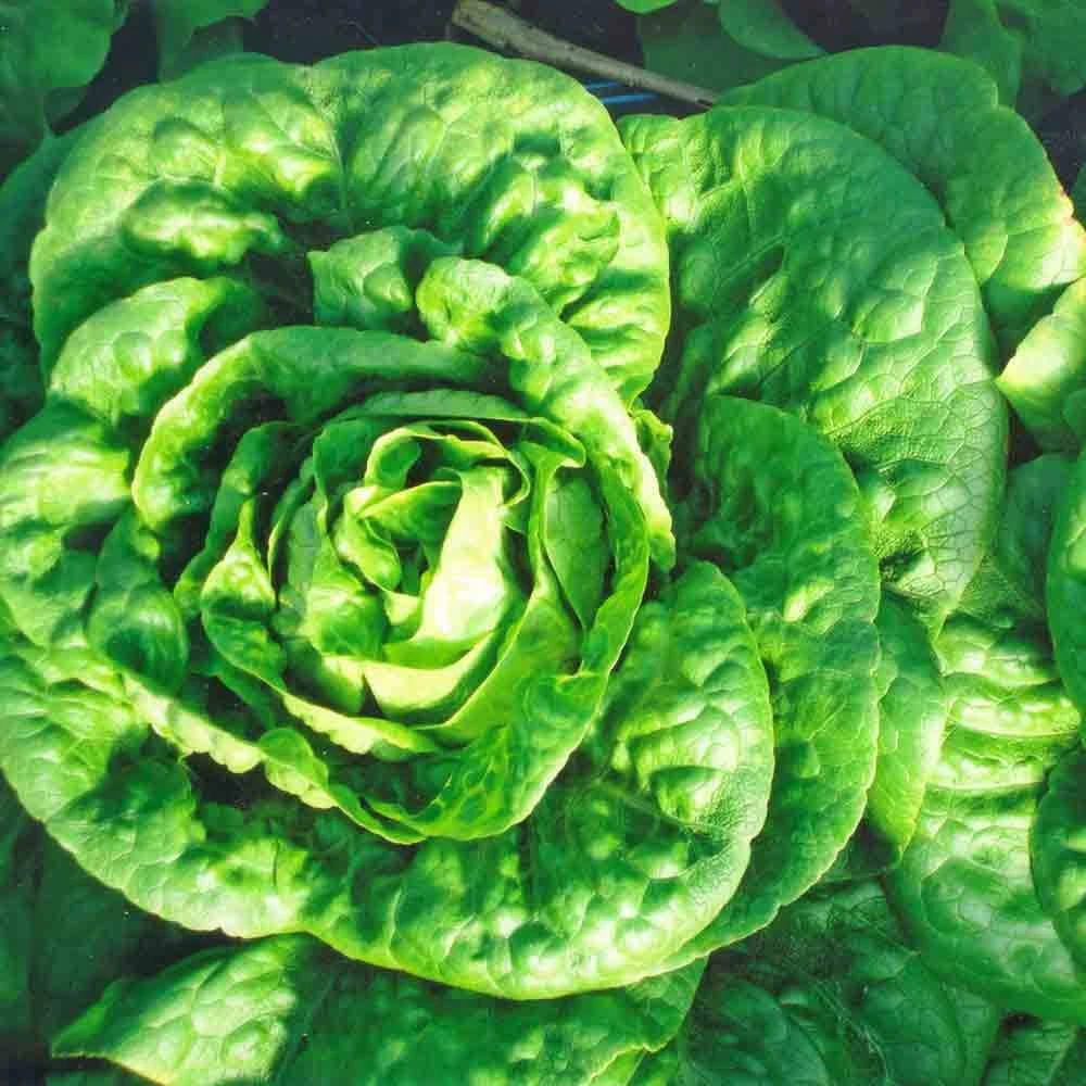 Bibb Lettuce Seeds โ Butterhead Limestone โ Heirloom Vegetable Seeds - Image 2