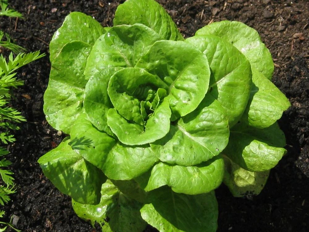 Bibb Lettuce Seeds – Butterhead Limestone – Heirloom Vegetable Seeds - Image 1