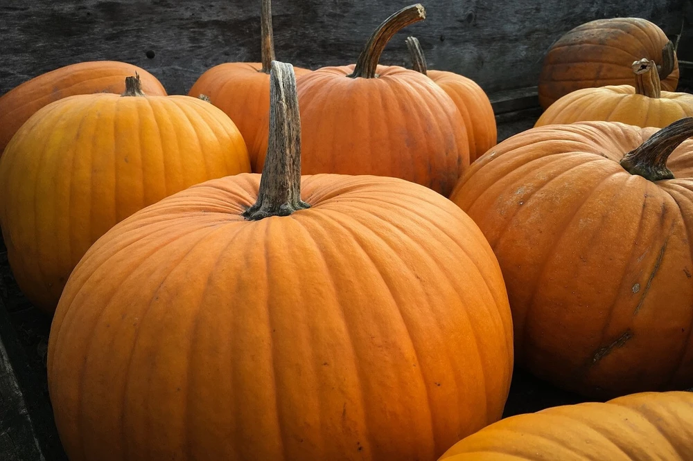 Big Max Pumpkin Seeds - Enormous Orange Pumpkin for Pie - Outdoor - Image 1