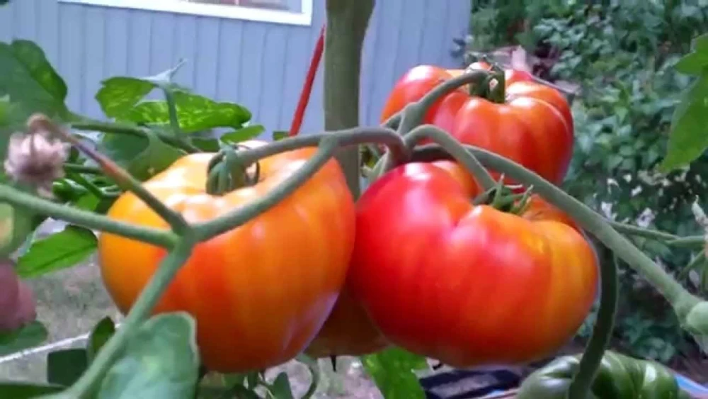 Big Rainbow Tomato Seeds - Heirloom Slicing Beefsteak Tomatoes Outdoor - Image 2