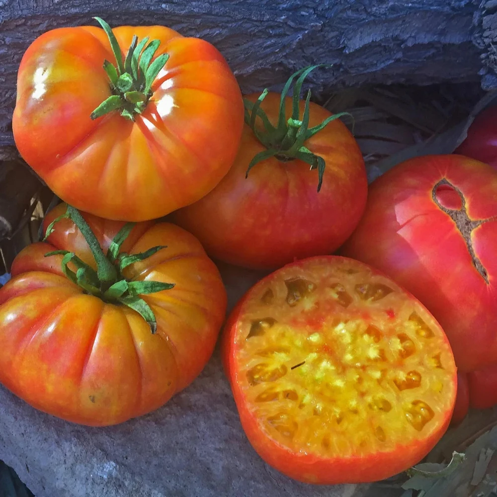 Big Rainbow Tomato Seeds - Heirloom Slicing Beefsteak Tomatoes Outdoor - Image 1