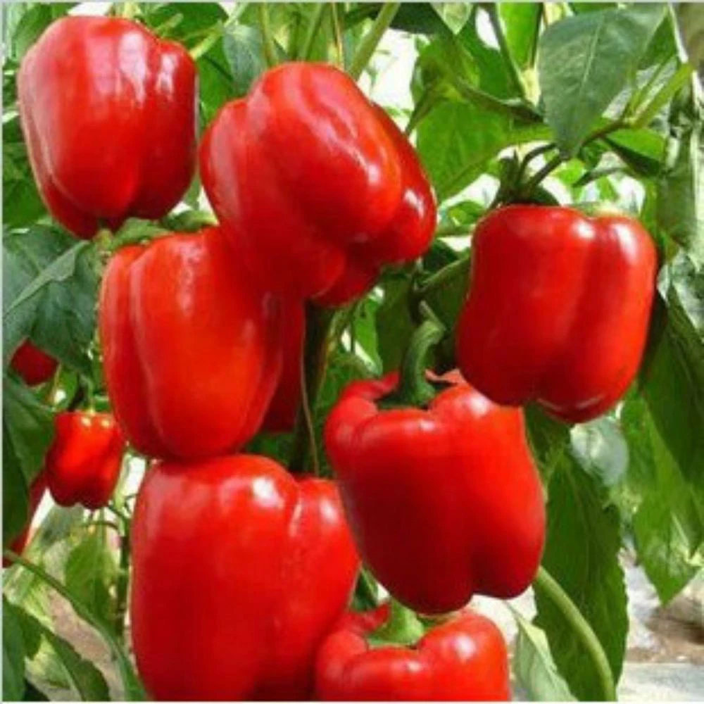 Big Red Sweet Bell Pepper Seeds - Heirloom, Easy Grow, Annual - Image 1