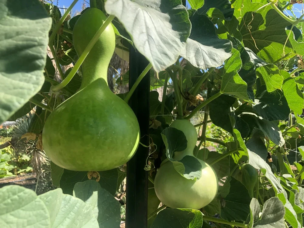 Birdhouse Bottle Gourd Seeds - Calabash Ornamental Gourd, Easy Grow - Image 1
