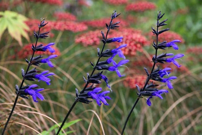 Black and Blue Salvia Live Plants Pack of 2 Anise Sage Blue Flowers Dark Stems Fast Growing Hummingbird Attracting Drought Tolerant Outdoor Garden Plant 5 to 9 Inch - Image 1