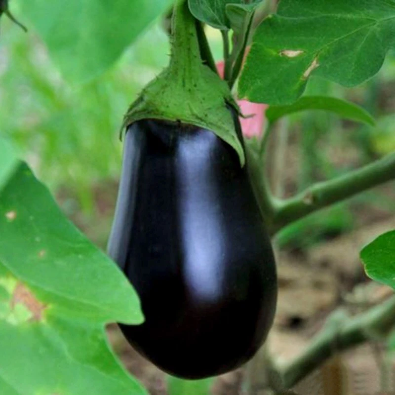 Black Beauty Eggplant Seeds - Vegetable Seeds - Grow Aubergine - Image 2