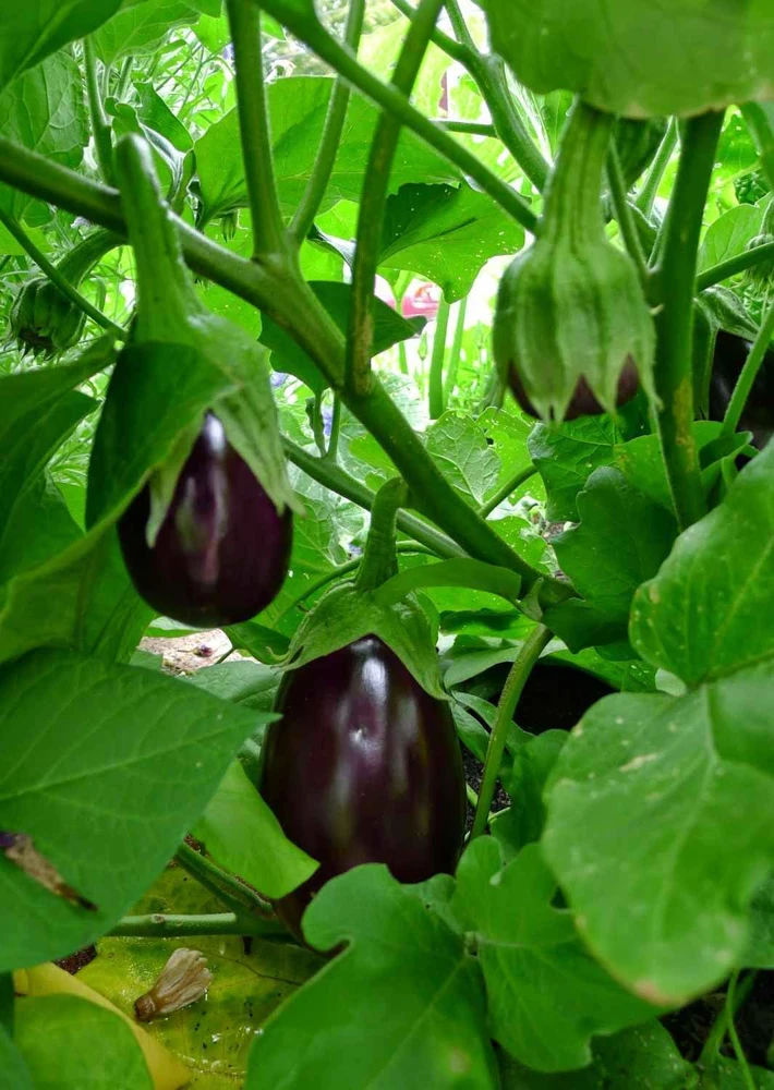 Black Beauty Eggplant Seeds - Vegetable Seeds - Grow Aubergine - Image 1