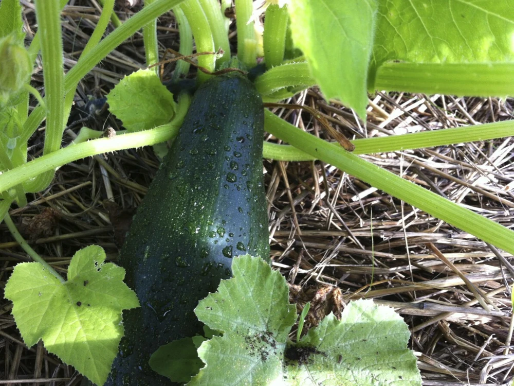 Black Beauty Zucchini Seeds 1 LB – Summer Squash Vegetable Seeds – Zones 3-12 - Image 1