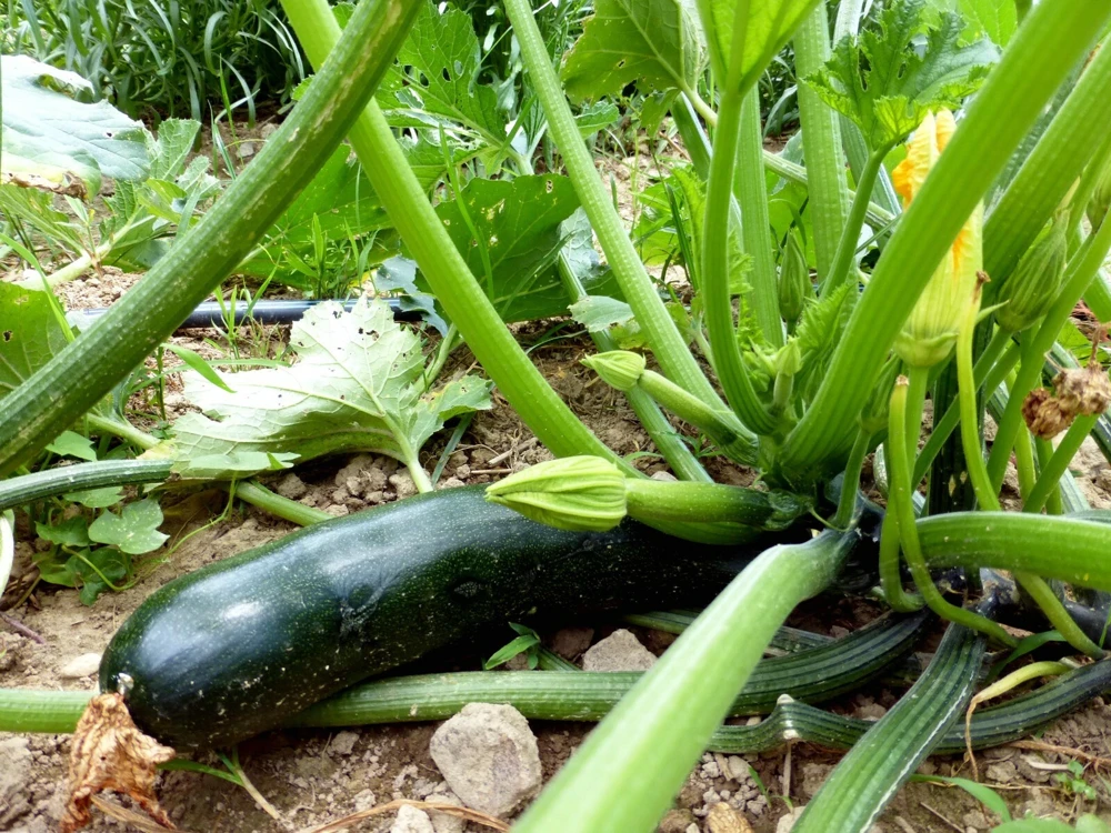 Black Beauty Zucchini Seeds - 1/4 LB Summer Squash Vegetable Seeds - Image 1