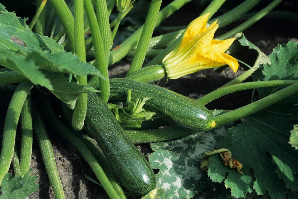 Black Beauty Zucchini Seeds - Prolific Summer Squash for Outdoor Gardens - Image 1